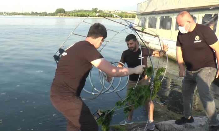 Gençlerin projesi denizi temizleyerek canlı popülasyonunu arttıracak