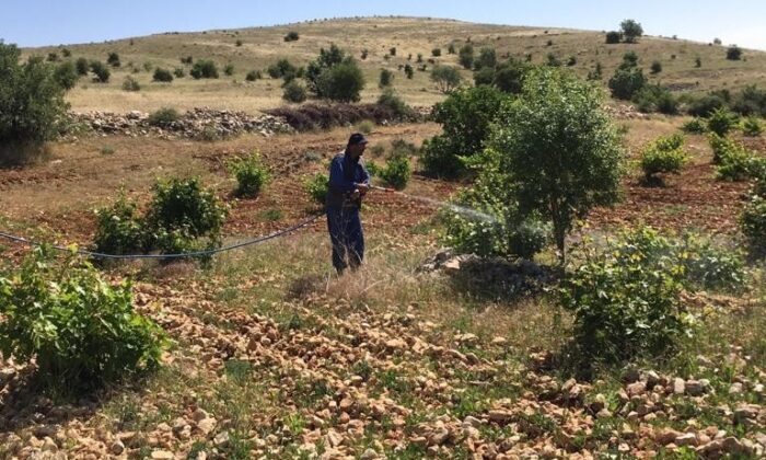 Gercüş’te bağ küllenmesine karşı ilaçlama başlatıldı