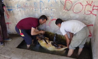 Gercüş’te sıcaktan bunalan hayvanlarını serinletiyorlar