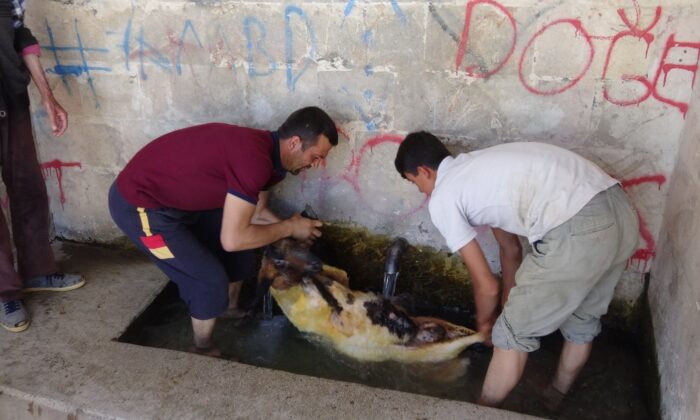 Gercüş’te sıcaktan bunalan hayvanlarını serinletiyorlar