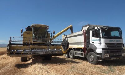 Germencik Belediyesi arazine ektiği buğdayı hasat etti
