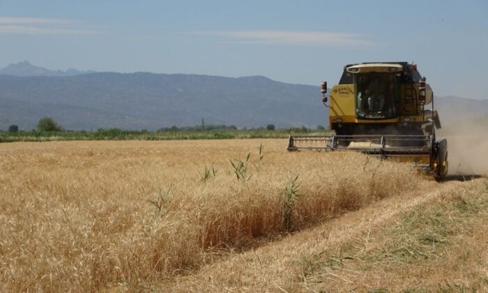 Germencik’in buğdayları, işçileri mutlu etti
