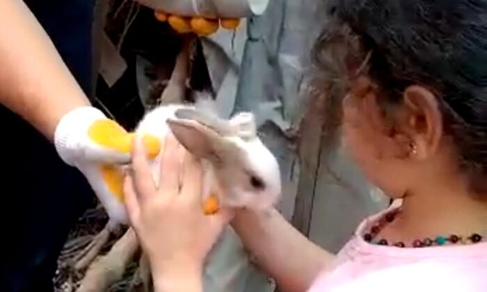 Gider borusunda mahsur kalan tavşanları itfaiye kurtardı