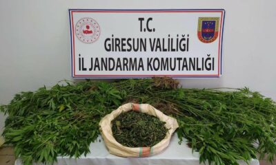 Giresun’da 198 kök kenevir ele geçirildi