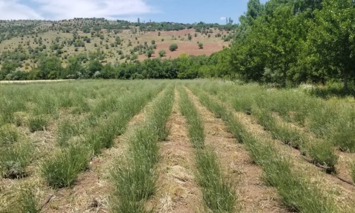 Giresun’da DOKAP desteğiyle lavanta balı ve yağı üretimi hedefleniyor