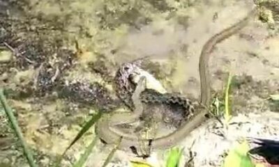 Göl kıyısında yılanların “balık” kapma kavgası