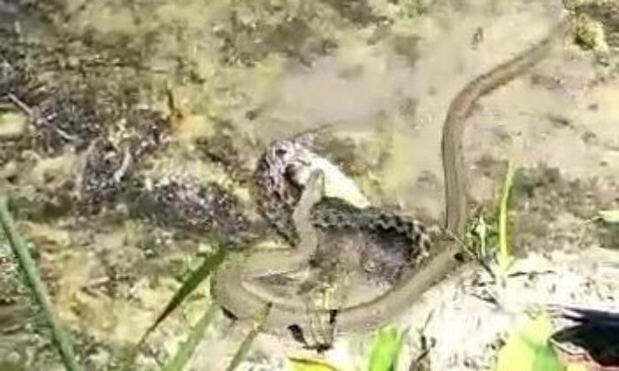 Göl kıyısında yılanların “balık” kapma kavgası