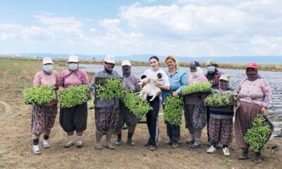 Gömeç’te şeker otu dikimine başlandı