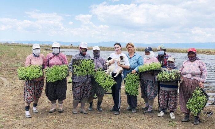 Gömeç’te şeker otu dikimine başlandı