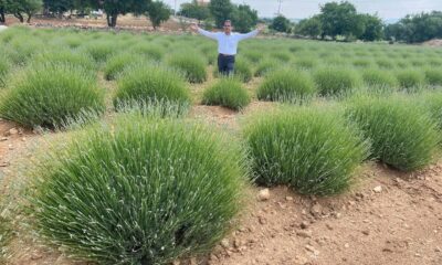 Gözler lavanta tarlalarına bu yıl 100 bin ziyaretçi bekleniyor
