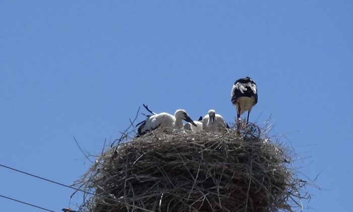 Gülgez leylek bu kez yavrularını büyüttü