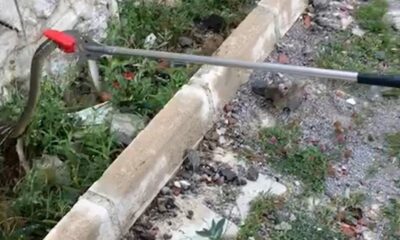 Gümüşhane kent merkezinde yılan operasyonu