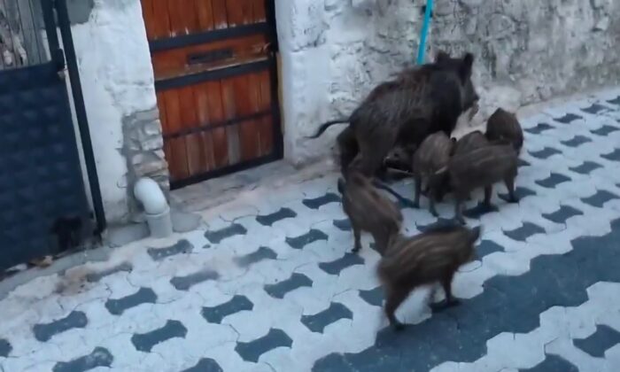 Gündüz vakti şehre inen domuz sürüsü şok etti