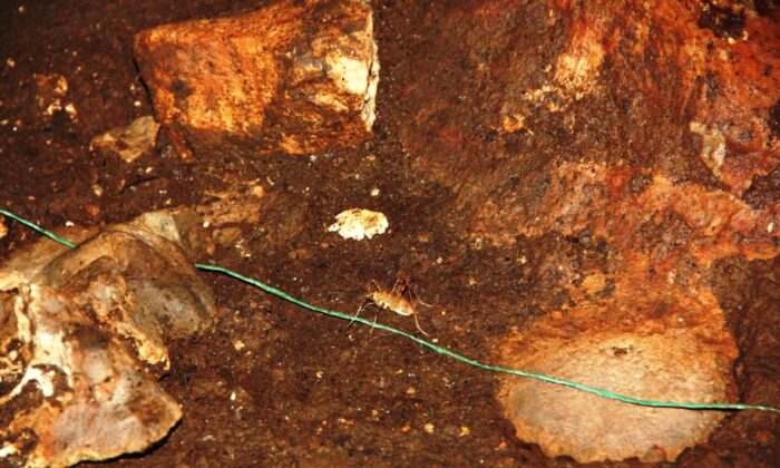 Güneydoğu Anadolu Bölgesinde ilk defa mağara çekirgesi görüldü