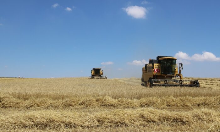 Günyüzü ilçesinde 2021 arpa hasadı başladı