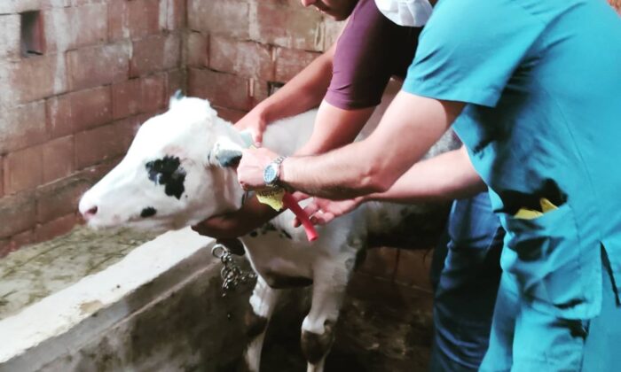 Günyüzü’nde büyükbaş hayvanlarda kimliklendirme ve kayıt çalışmaları