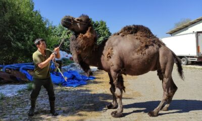 Güreşleri kaybetti, kurbanda bıçak altına yatacak