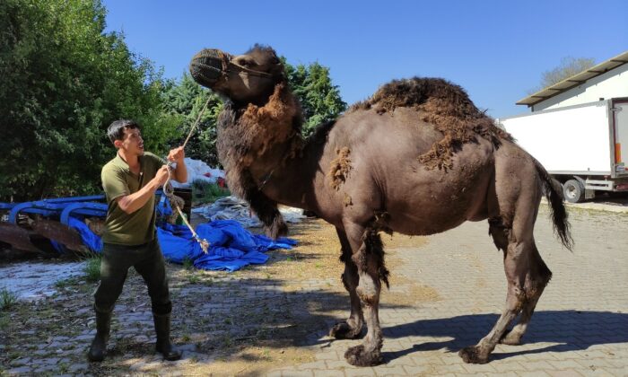 Güreşleri kaybetti, kurbanda bıçak altına yatacak