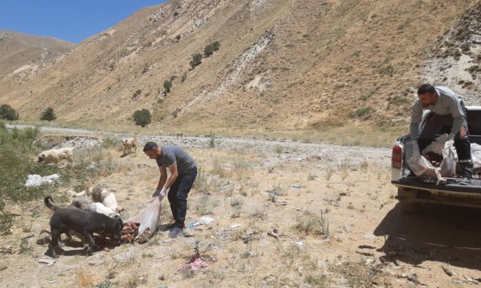 Hakkari’de sokak hayvanlarına yiyecek bırakıldı