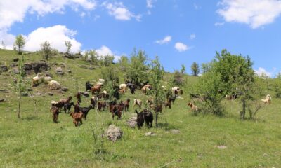 Halep keçileri Ordu yaylalarında