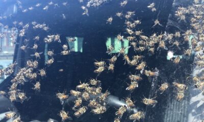 Hareket halindeki araçta arı kovanı devrildi