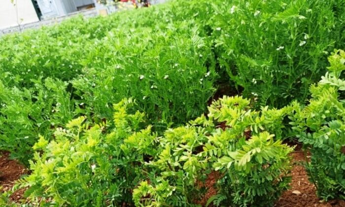 Harran Üniversitesi tarımda yeniliklerin öncüsü