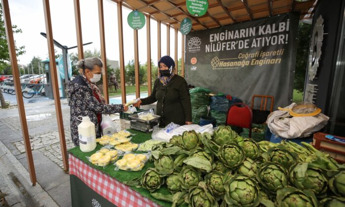 Hasanağa enginarına ulaşmak artık çok kolay