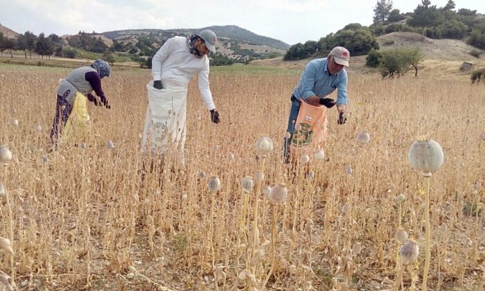 Haşhaş kuraklıktan kozalak bağlamayınca rekoltede yüzde 70 azaldı