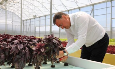 Hatay Büyükşehir topraksız tarımdan ilk ürünlerini hasat etti