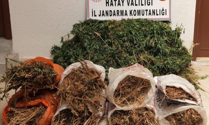 Hatay’da 10 bin kök kenevir bitkisi ele geçirildi