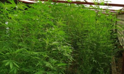 Hatay’da 110 kök kenevir bitkisi ele geçirildi