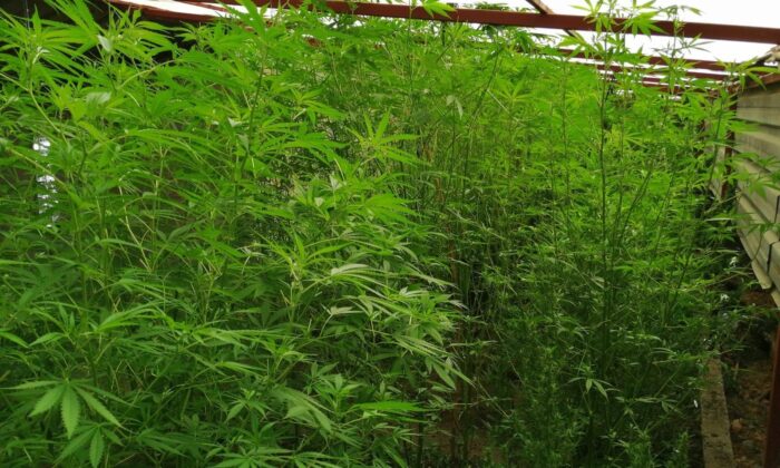 Hatay’da 110 kök kenevir bitkisi ele geçirildi