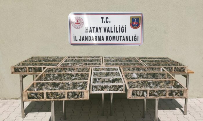 Hatay’da 3 bin 754 adet saka kuşu ele geçirildi