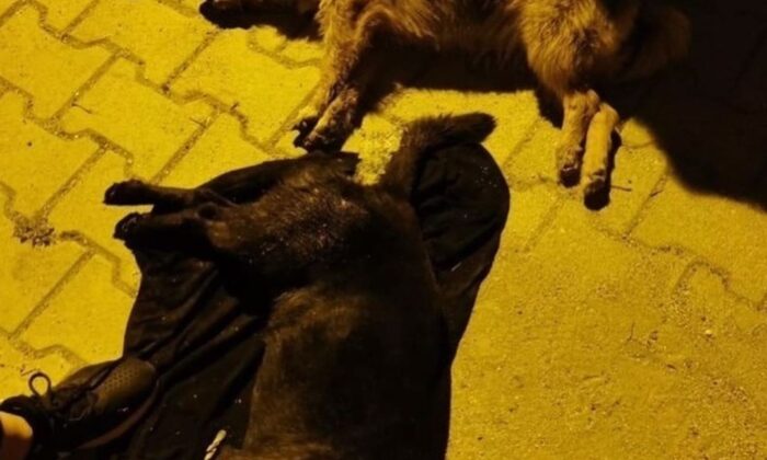 Hatay’da 5 köpeği zehirlediler