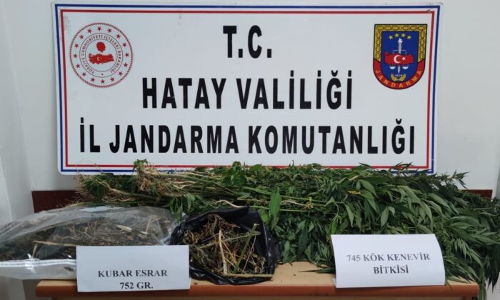 Hatay’da kenevir operasyonu