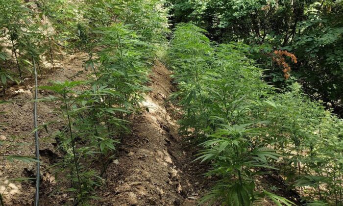 Hatay’da ormanlık alanda 5 bin 612 bitkisi kenevir bitkisi ele geçirildi