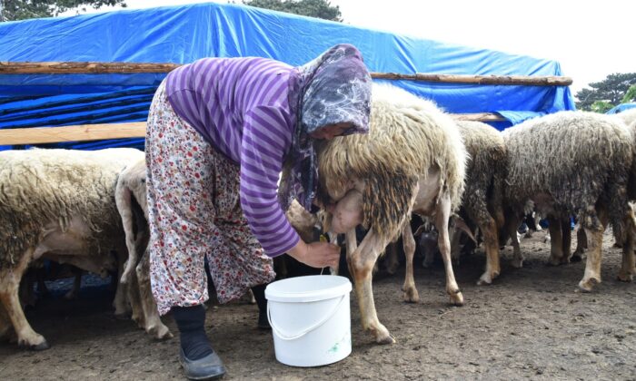 Havalar ısındı, yaylaya göç ettiler