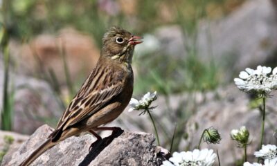 Hersek’te kuş türü 235’e çıktı