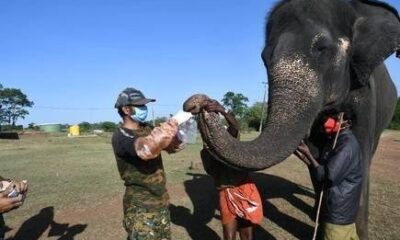 Hindistan’da 28 filin korona virüs testi pozitif çıktı