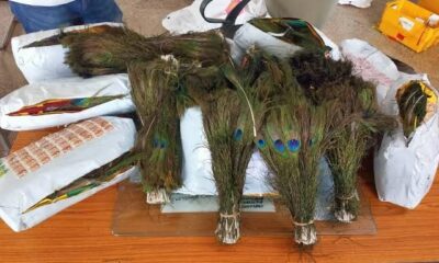 Hindistan’dan Hong Kong’a kaçırılmak istenen 8 kilo tavus kuşu tüyüne el konuldu