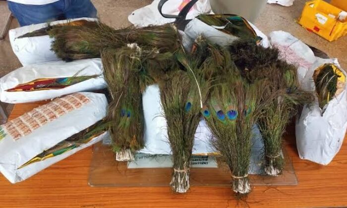 Hindistan’dan Hong Kong’a kaçırılmak istenen 8 kilo tavus kuşu tüyüne el konuldu