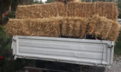 Hırsızlar şimdide çiftçinin samanına göz dikti