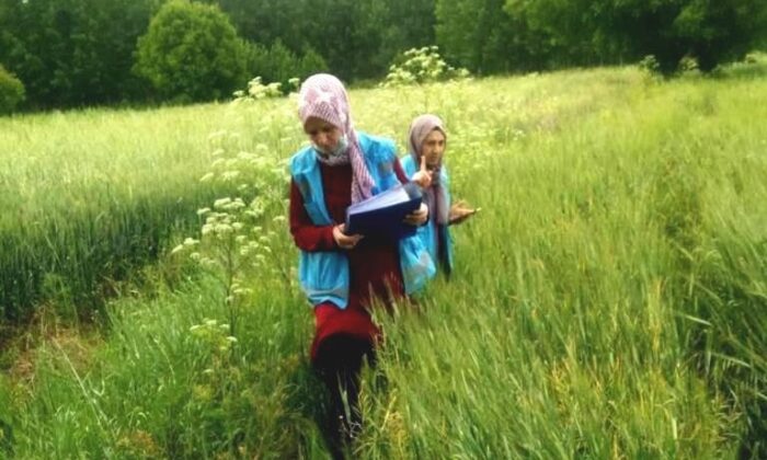 Hisarcık’ta yem bitkisi ekili alanlarda kontrol yapılıyor