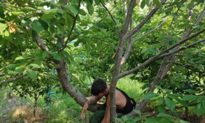 ’Hızlı Gonzalez’ kiraz ağacında yakalandı