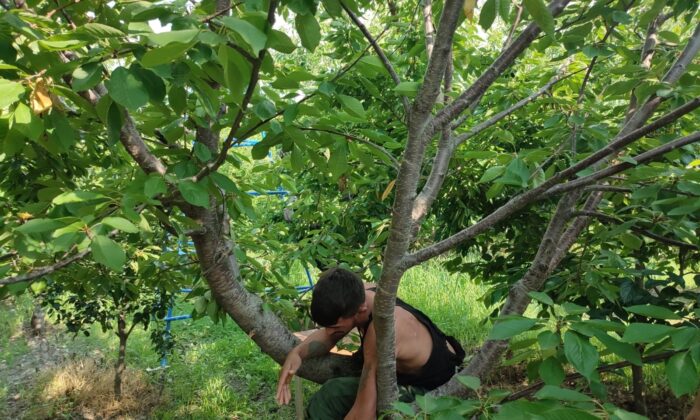 ’Hızlı Gonzalez’ kiraz ağacında yakalandı