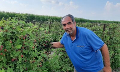 Hobi için ektiği böğürtlen kazanç kapısı oldu