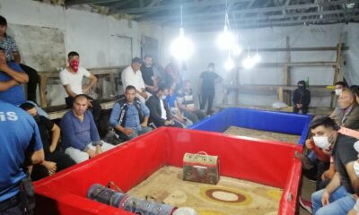 Horoz dövüştüren 23 kişiye 79 bin lira ceza kesildi