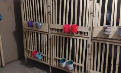 Horoz dövüşü üzerinden kumar oynayanlara operasyon