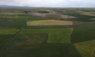 Hüyük’te 408 bin dekar ekili saha kuraklıktan zarar gördü