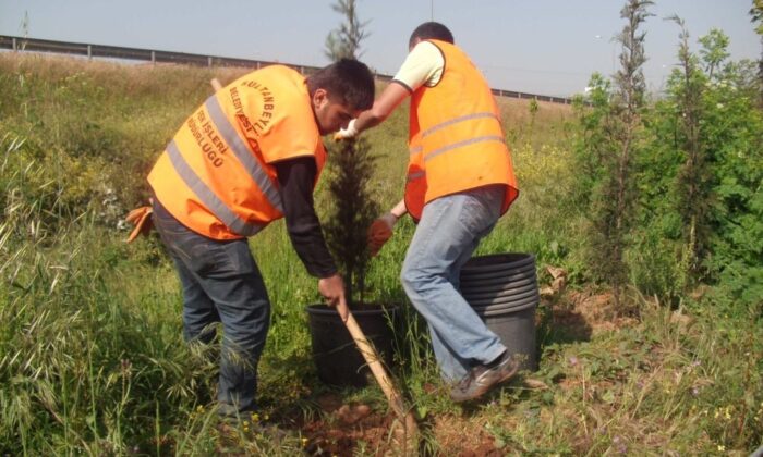İBB’nin özensiz çalışması ağaçlara zarar verdi